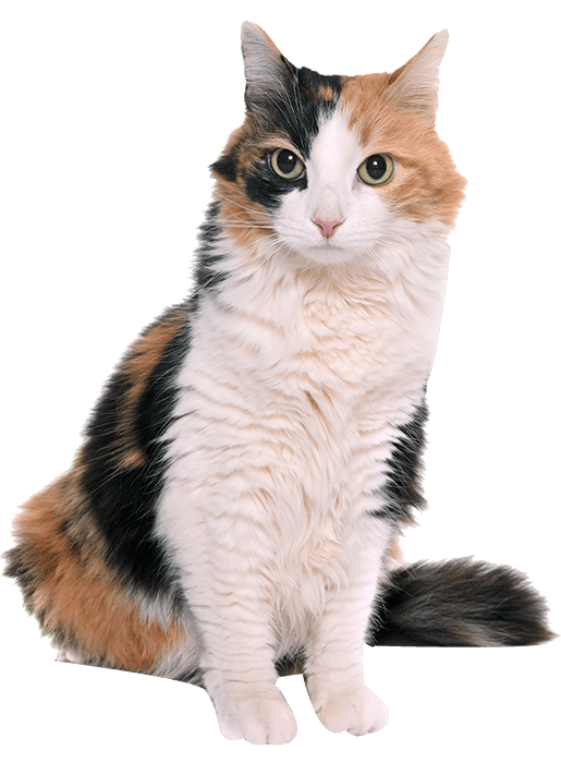 Inicio 2 tricolor cat in studio 2021 08 26 17 35 36 utc