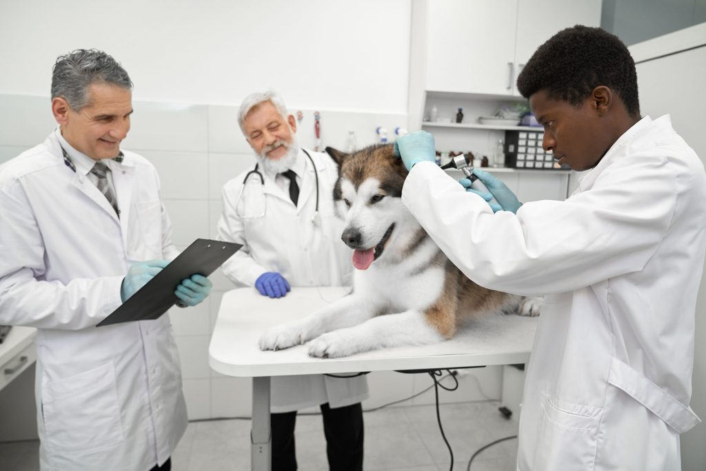Inicio 9 veterinarians working with animals in veterinary c 2021 12 09 15 06 57 utc 1